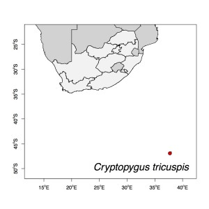 Cryptopygus_tricuspis (2)