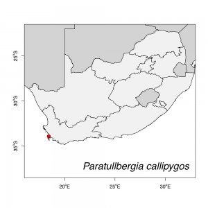 Paratullbergia callipygos Map